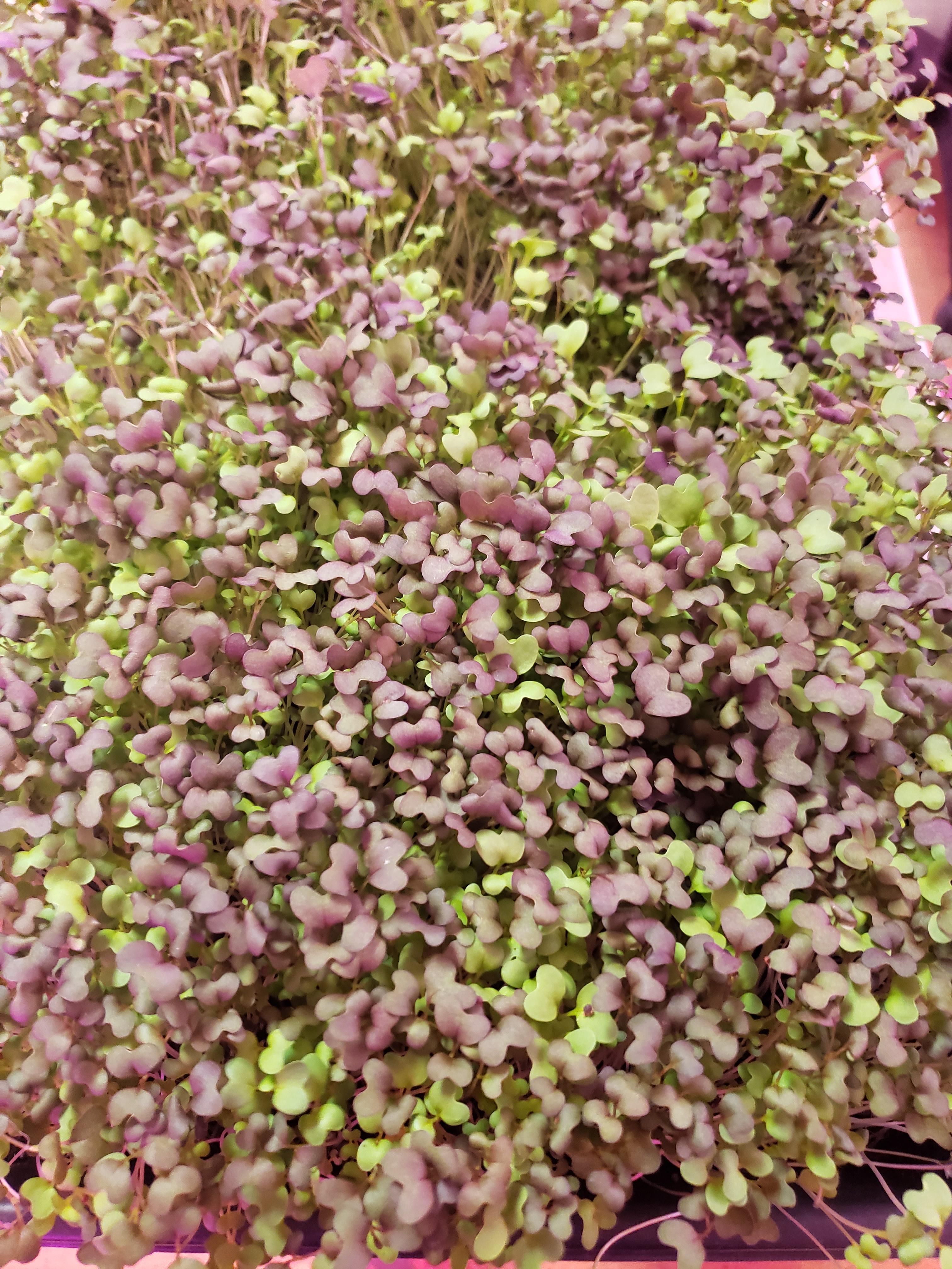 자주빛과 연두빛이 조화를 이루는 무성한 마이크로 그린 재배 모습