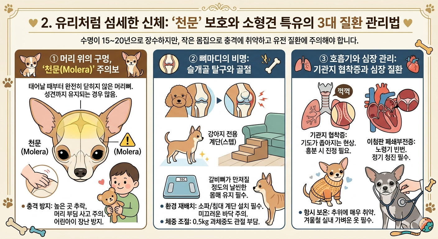 치와와 소형견 특유의 3대 질환 관리법