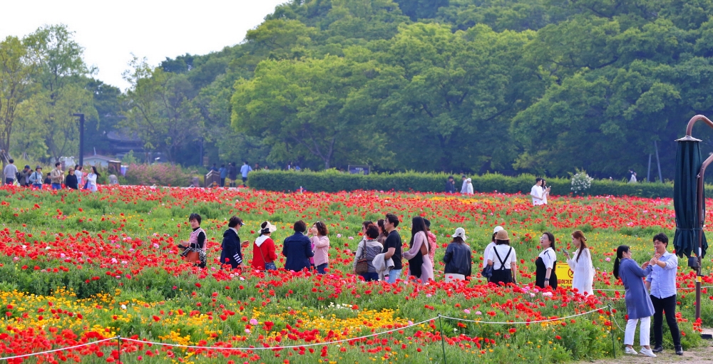 붉은 양귀비꽃과 노란 금영화 만개&#44; 경주시