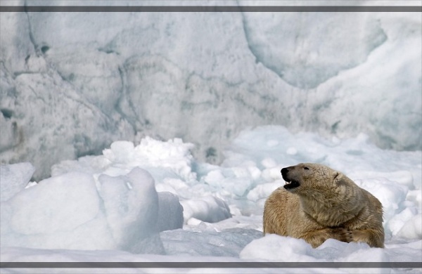 지구가 아파요. 1 북극곰과 기후변화 멸종 위기
