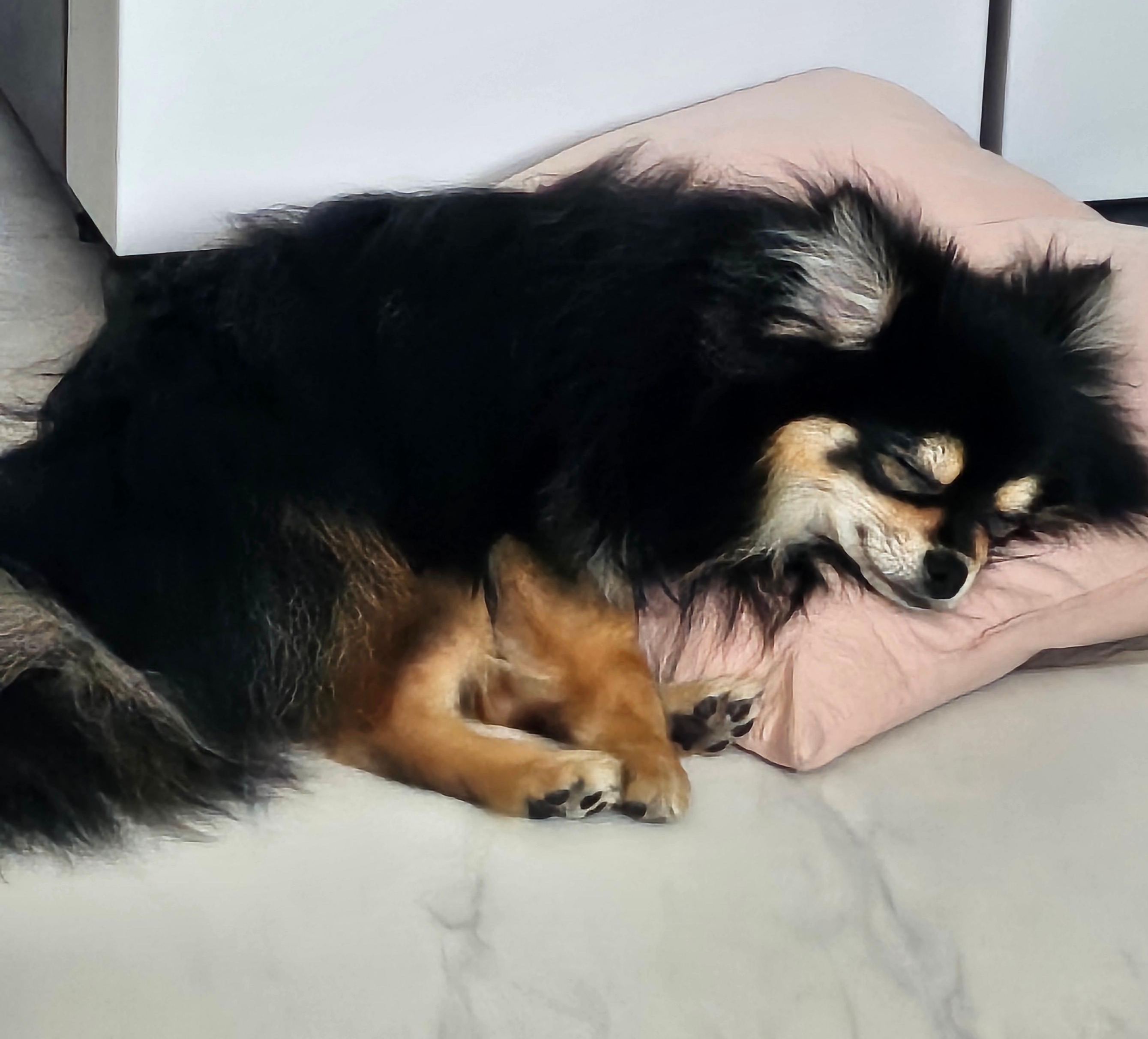 자는척 하는 달콩