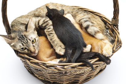 아기 고양이와 엄마 고양이.