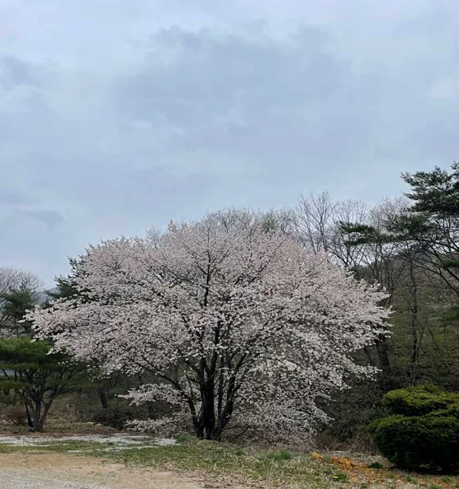 운장산해마루캠핑