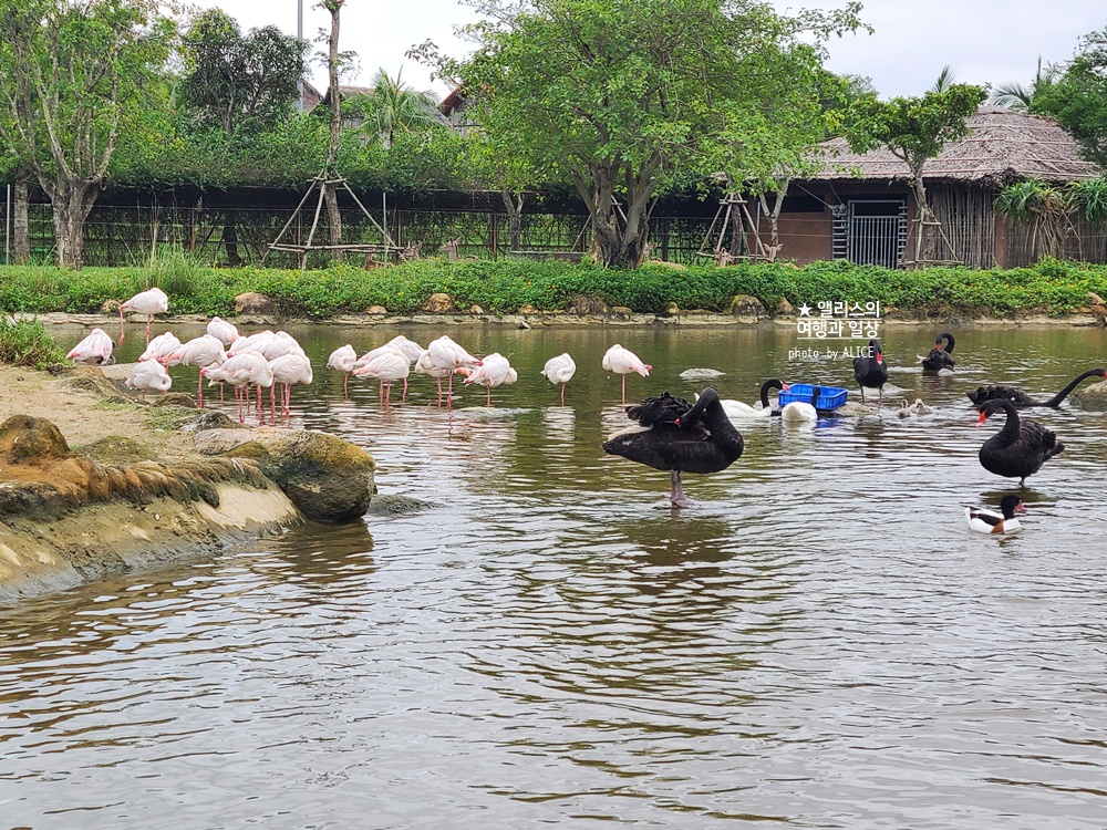 베트남 남호이안 빈원더스 사파리 후기 가격 할인입장권 예약 리버