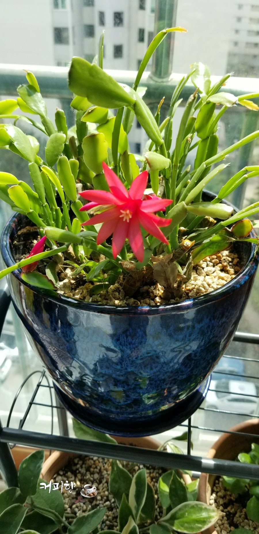 게발선인장 꽃