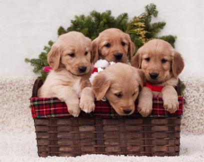 강아지 나이 계산법