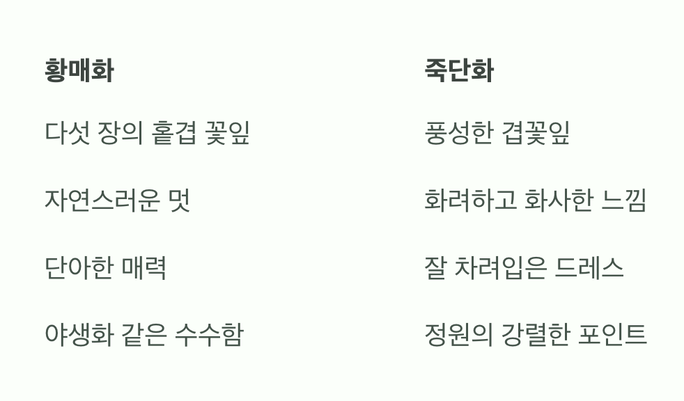 '수수함'의 황매화 vs '화려함'의 죽단화