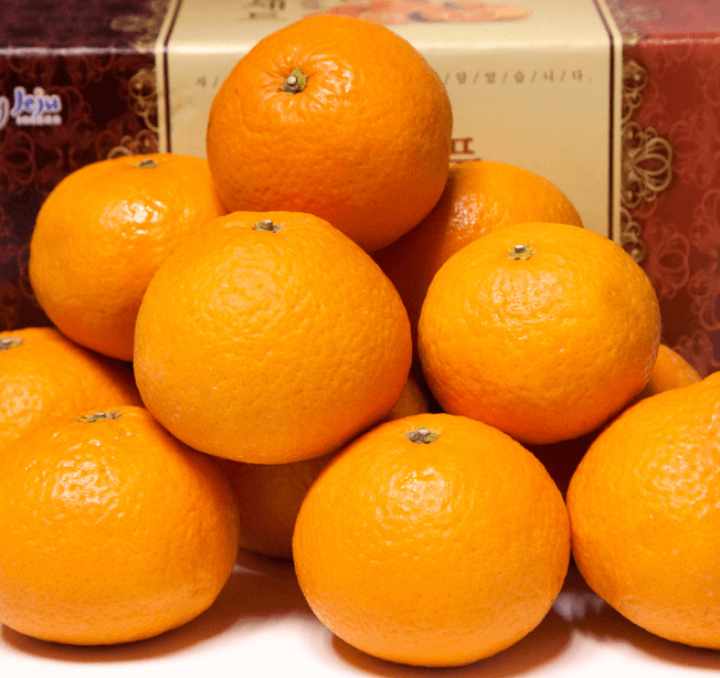 [한눈에 쏙!] 한라봉, 천혜향, 레드향 등 만감류의 차이점