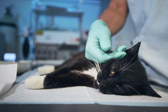 고양이 소화기 질병