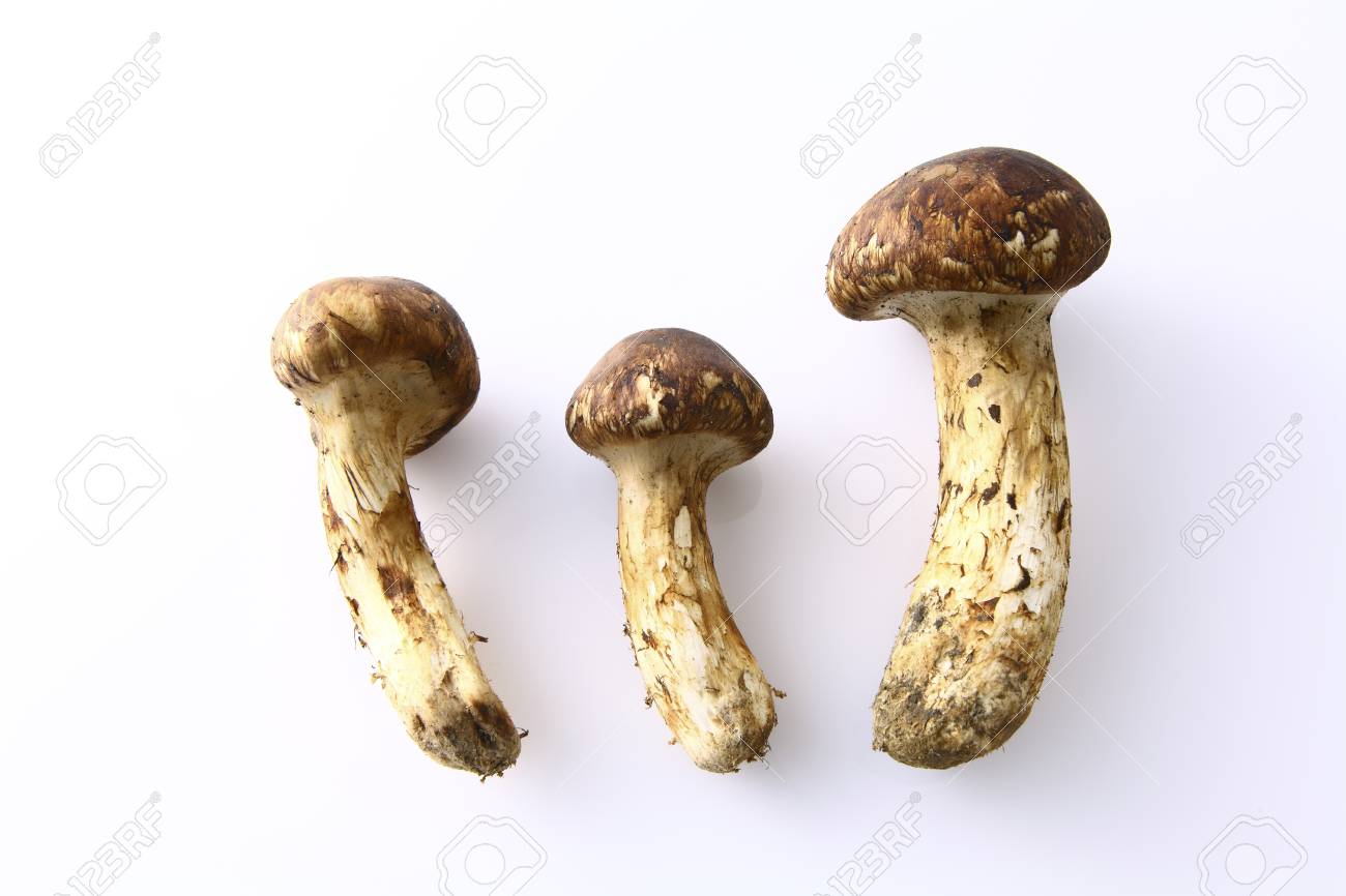 송이버섯 효능
