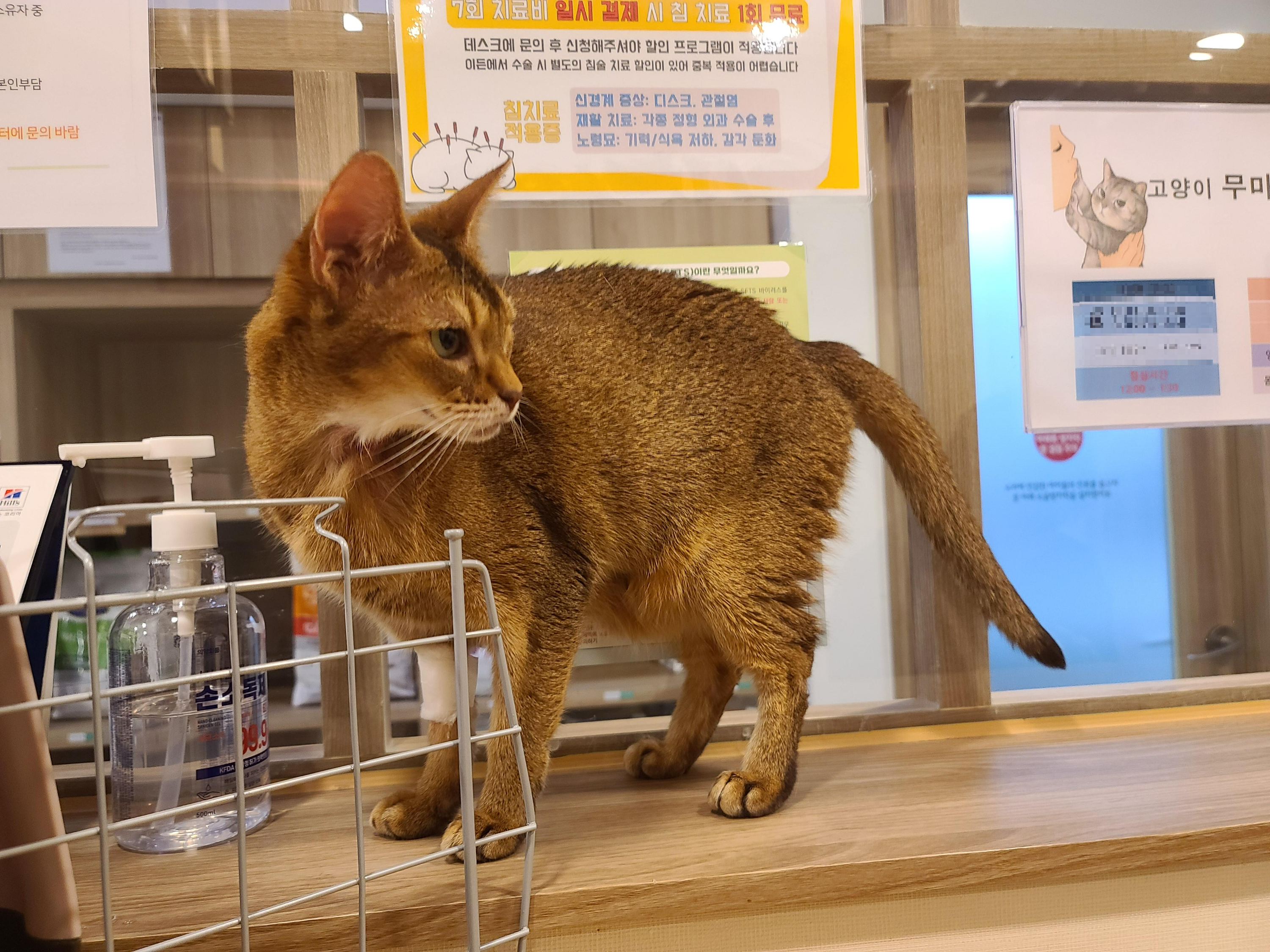 루디는 결국 병원행 ㅠ(feat. 혈액검사 결과)