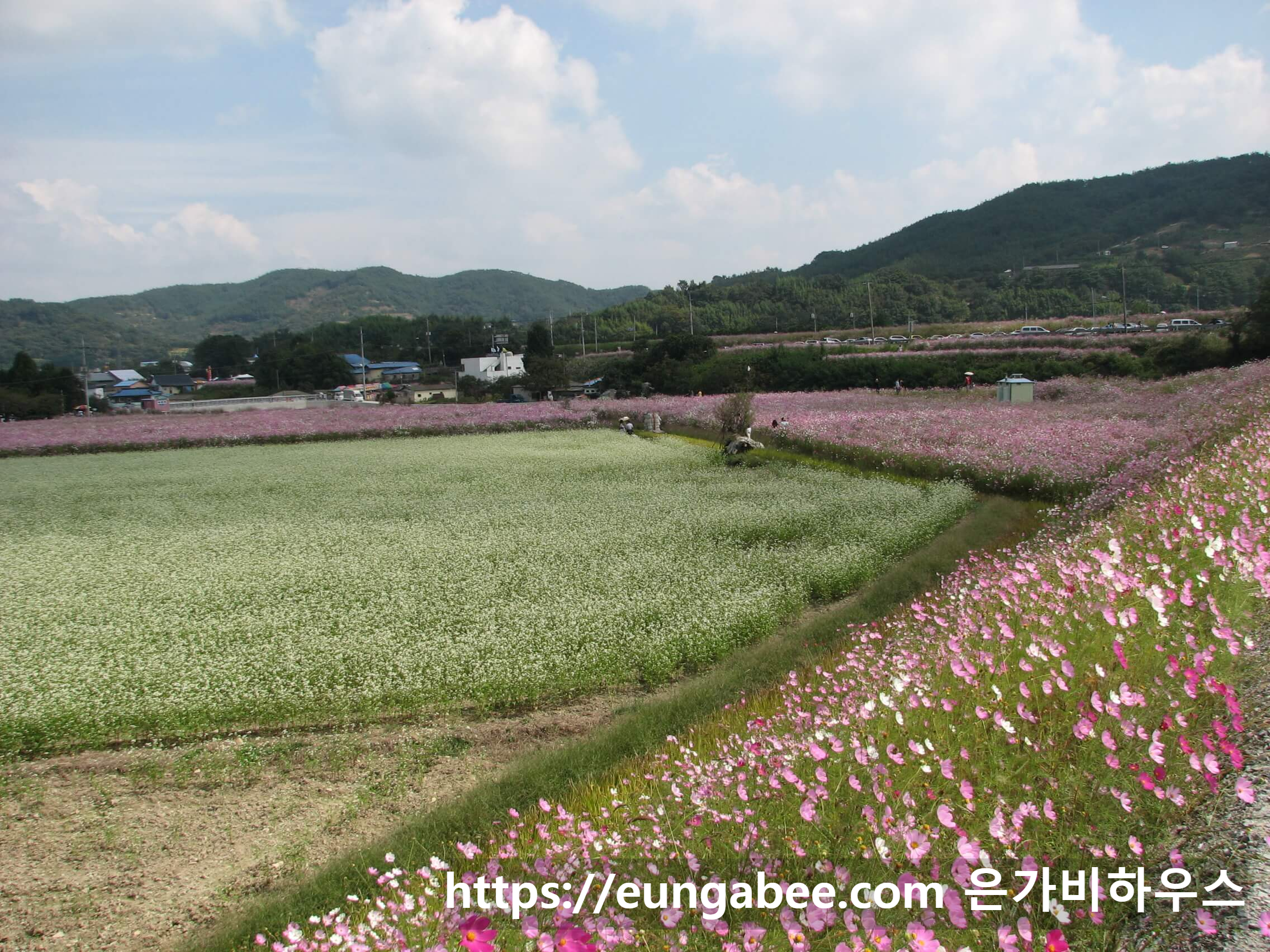 하동 북천 코스모스 축제