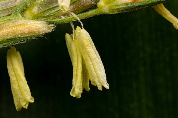 옥수수 수염차 효능