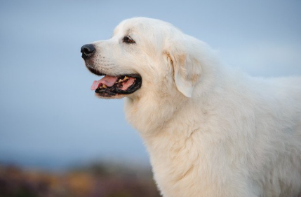 하늘을 배경으로 한 그레이트 피레니즈.