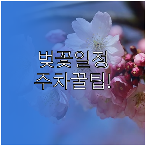 함평 벚꽃 개화 일정 함평천 산책길 ..