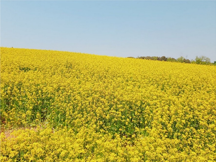 안성 팜랜드 유채꽃밭