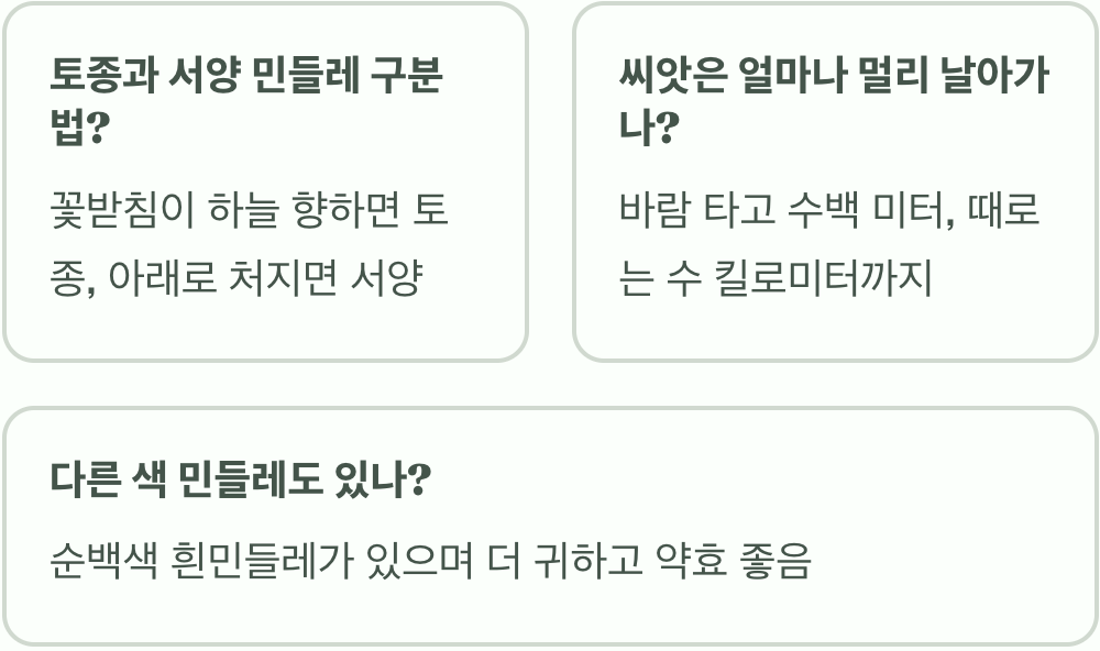 민들레 꽃말과 상징 의미 총정리