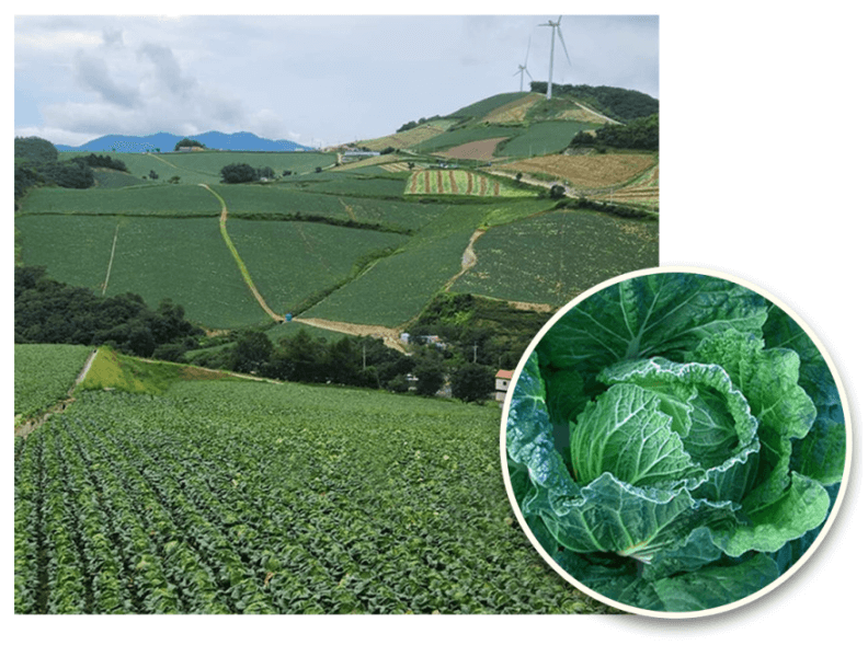 절임배추 추천 BEST 5