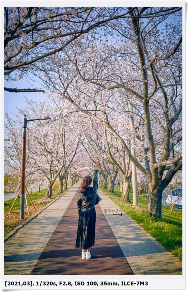 강서 낙동강변 30리 벚꽃길과 낙동강 풍경