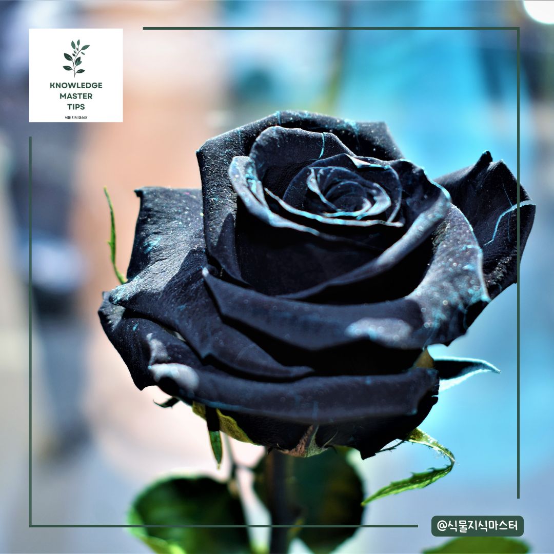 검은 장미 꽃말
