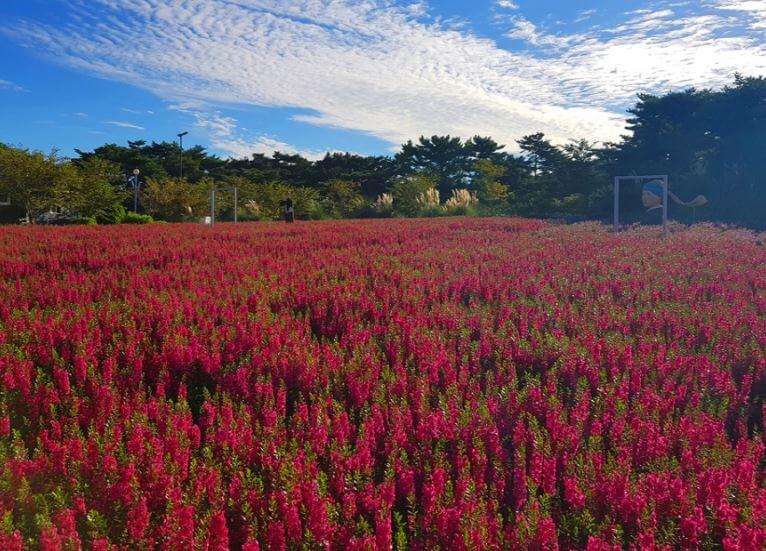 태안가을꽃박람회