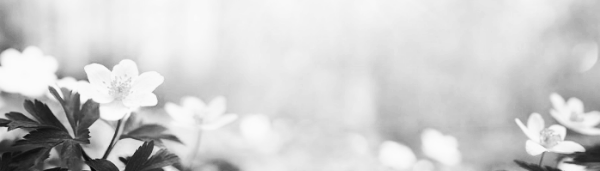 허브, 다육이, 선인장 등