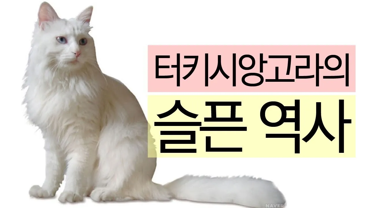 터키시앙고라 고양이 유전병 성격 가격_1