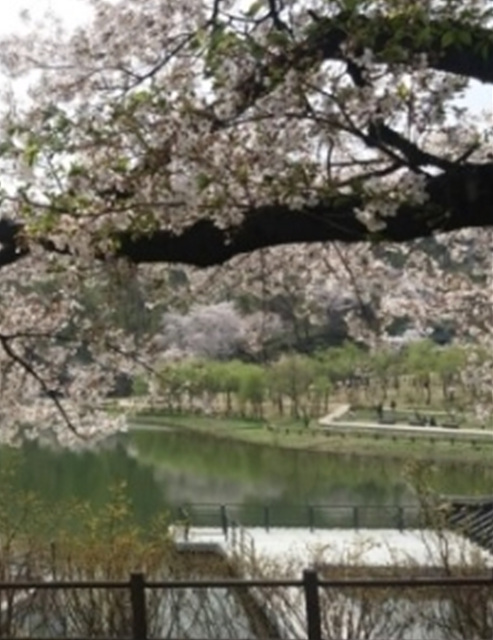 서울 벚꽃 명소 추천 베스트10 여의도 윤중로 석촌호수 서울숲 경희대학교 캠퍼스 남산공원 & 남산도서관 앞 창경궁 양재천 북서울 꿈의숲 안양천 벚꽃길 한성대입구 낙산공원