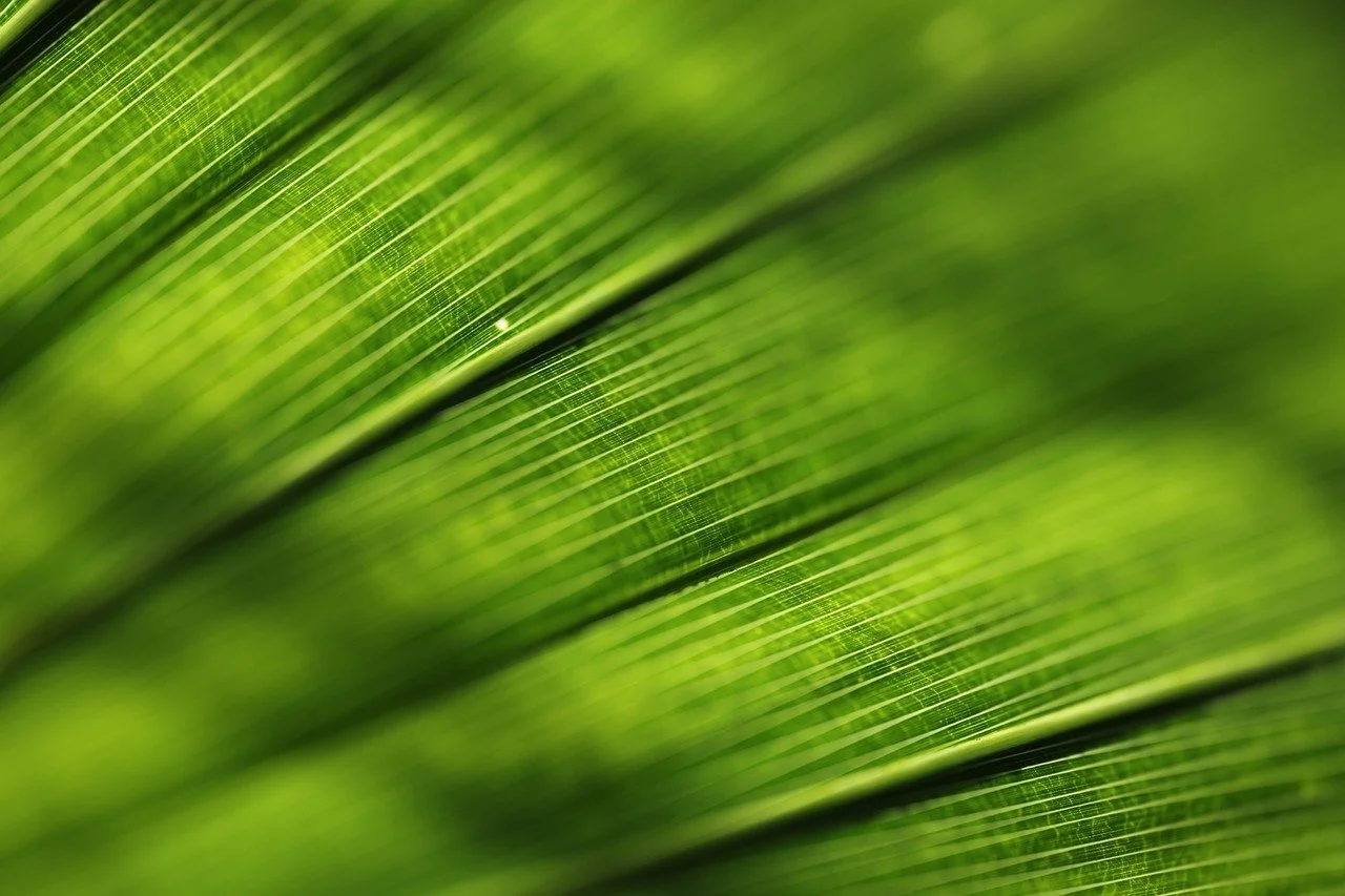 생태학적 식물학