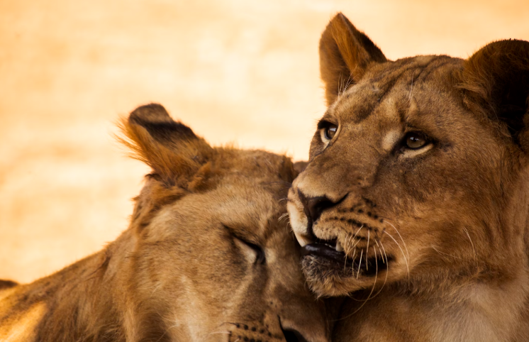 사자 두 마리 사진