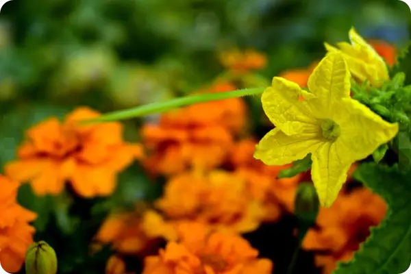 오이지 담그는 방법