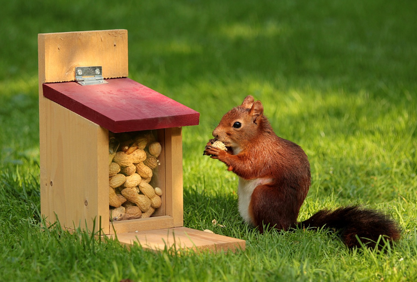 우도-땅콩-음식-효능