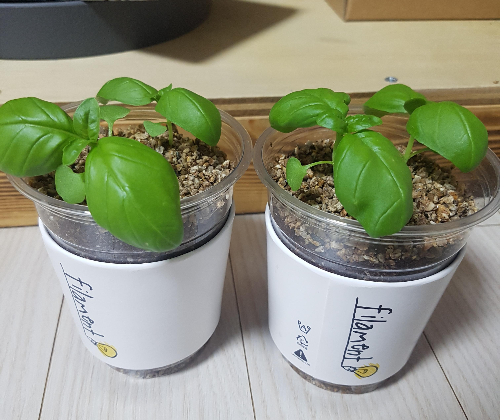 집에서 키우기 좋은 허브 (바질, 로즈마리, 민트)