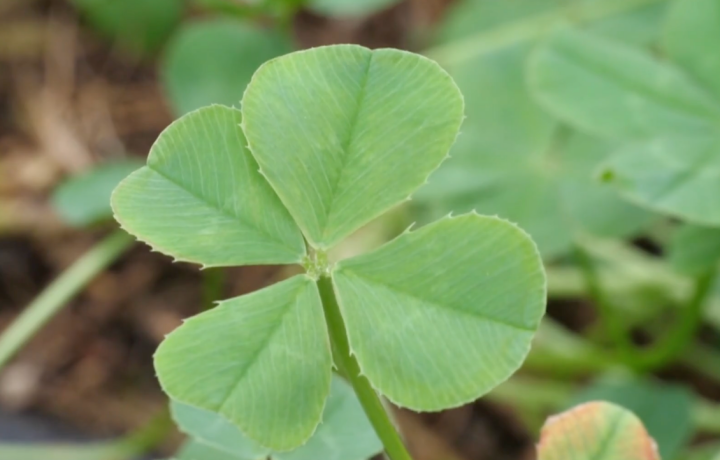 네잎클로보-서민갑부