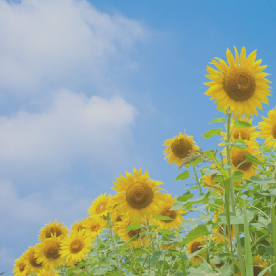 계절의 변화를 세분화한 24 절기 중 '소서' 이해하기