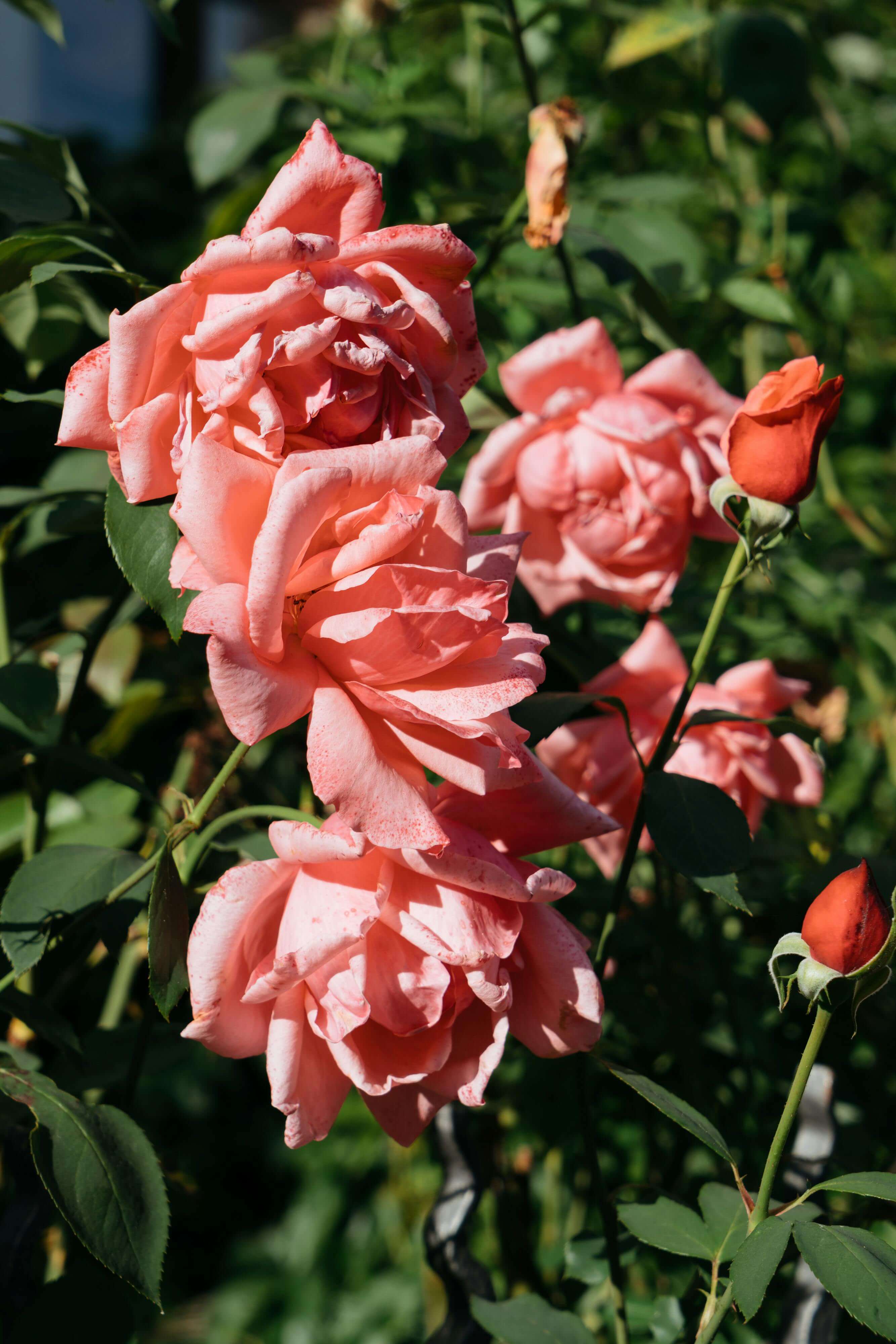 2024 서울장미축제 기간, 소개, 주차팁, 지도