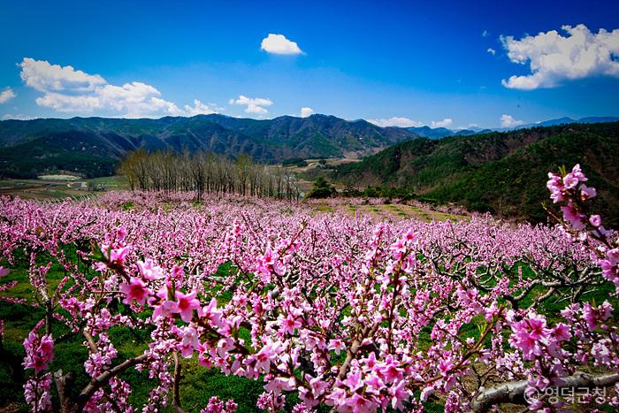 영덕-복사꽃-마을