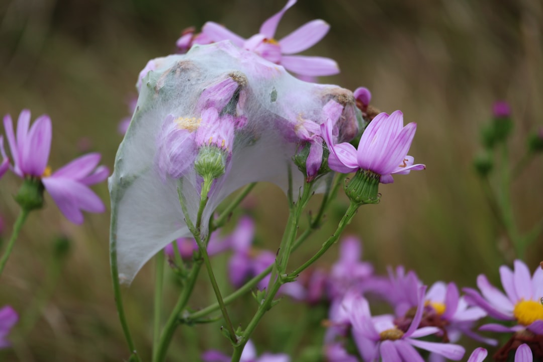 Senecio