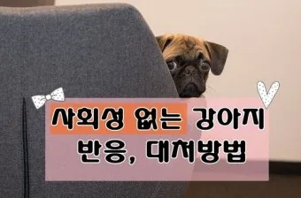 강아지가 다른 강아지 싫어하는 원인과 해결법_16