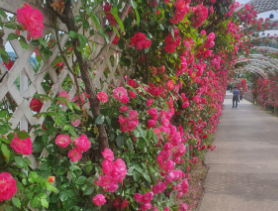 경산 하양 대부잠수교 장미 터널