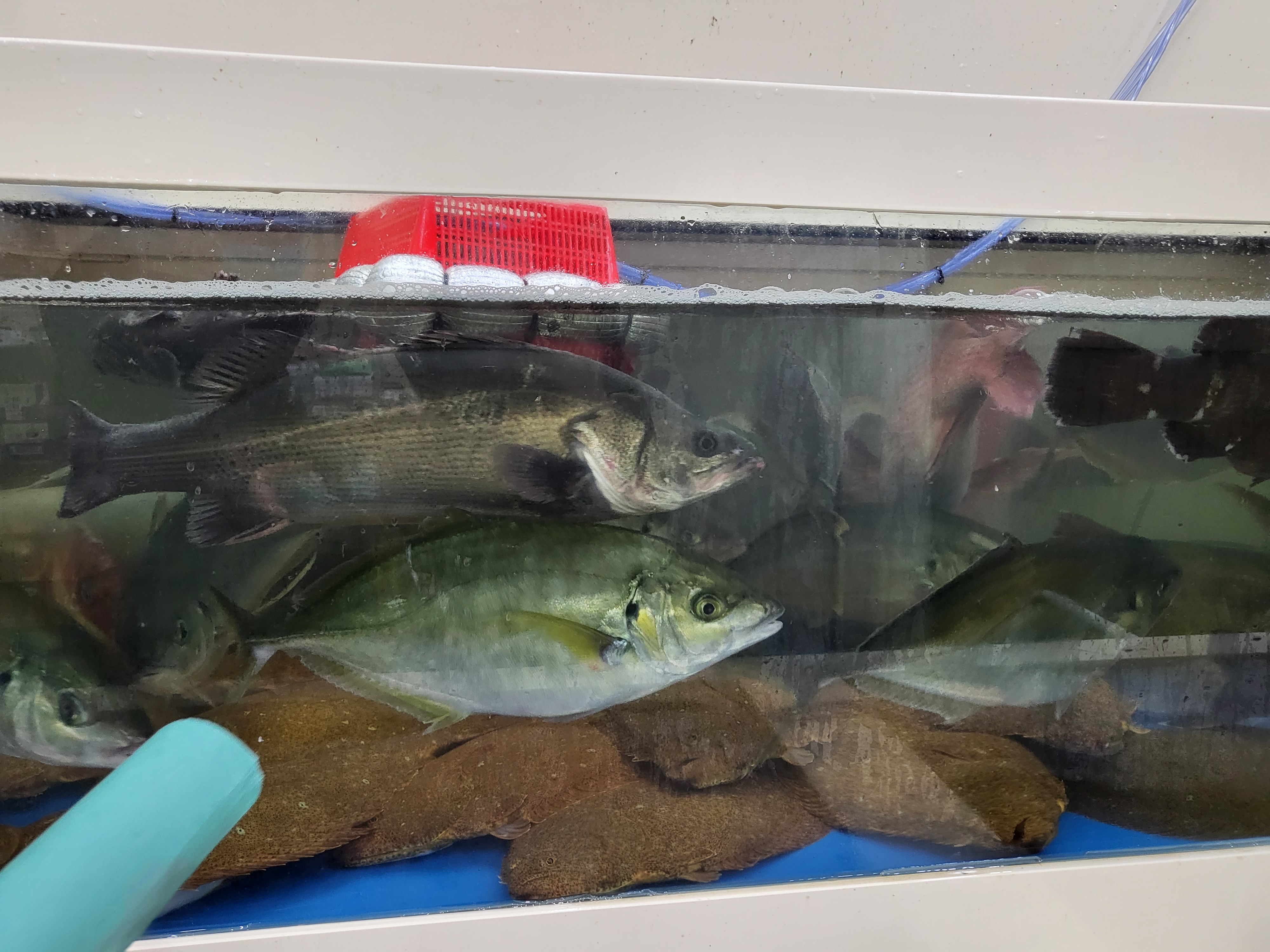 다양한 어종들이 보이네요