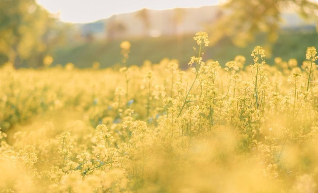 가평 양떼목장 유채꽃축제