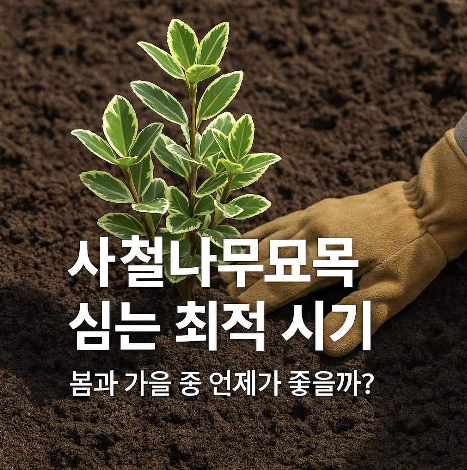 사철나무묘목 심는 최적 시기, 봄과 가을 중 언제가 좋을까?