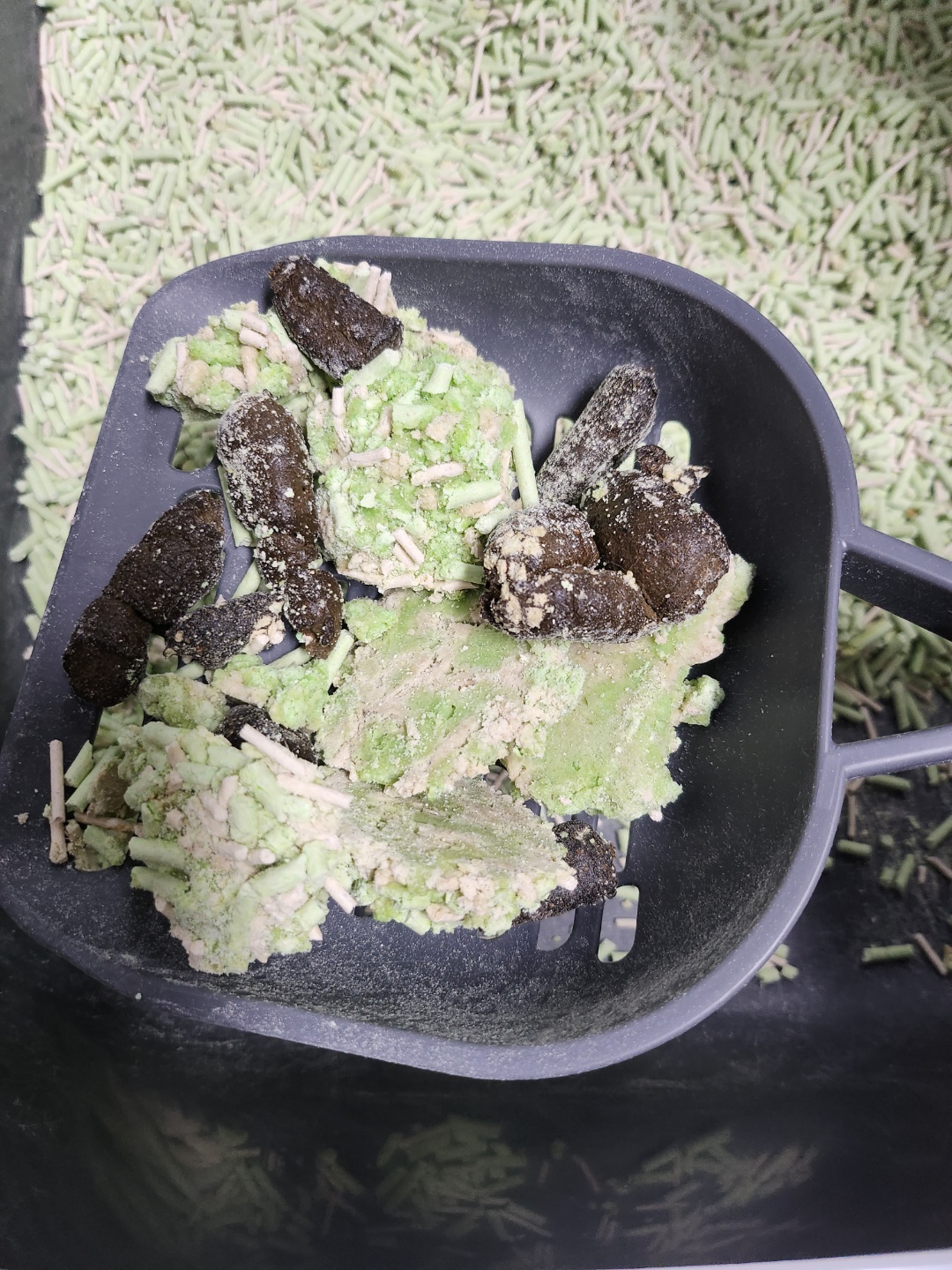 탐사 고양이두부모래