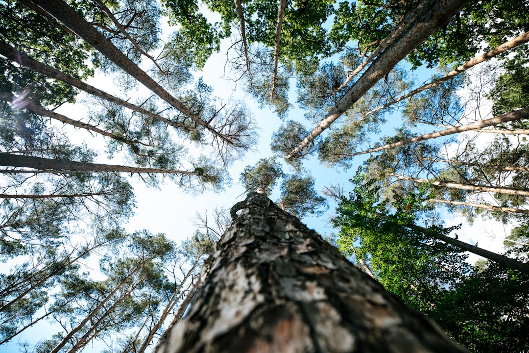 Forestry