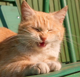 입을 벌리는 고양이.