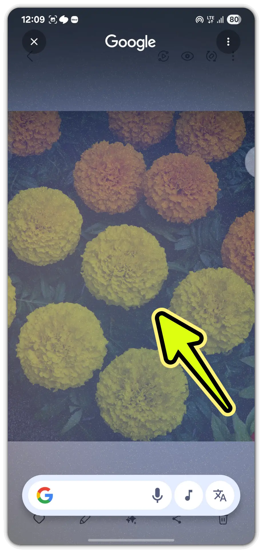 사진으로-꽃-이름-검색-방법