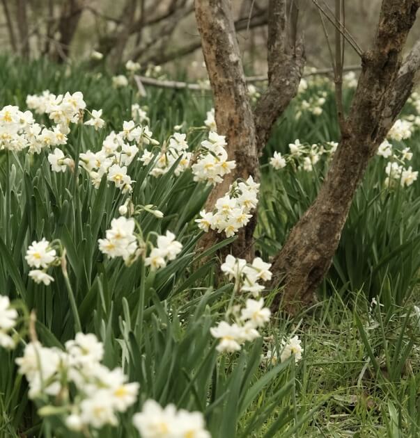 수선화 꽃말, 의미와 이야기