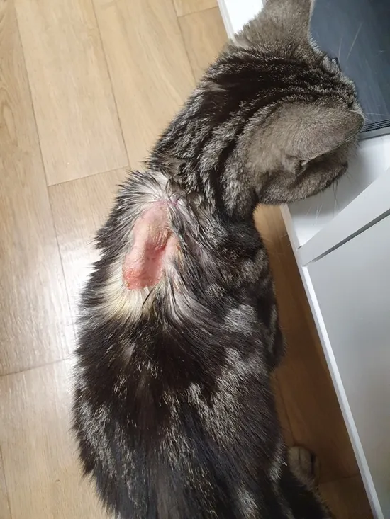 &amp;quot;고양이