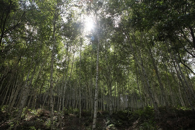 숲속에서 맡는 상쾌한 향기 피톤치드